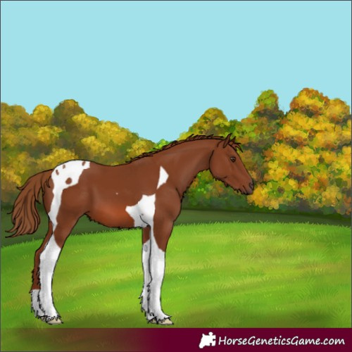 Horse Color:Chestnut Tobiano