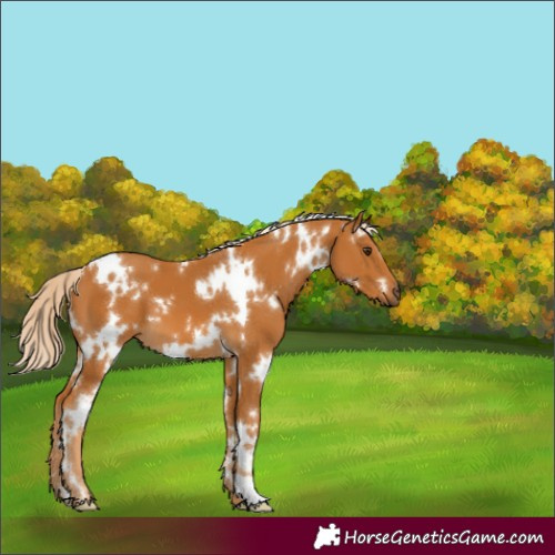 Horse Color:White Spotted Palomino 