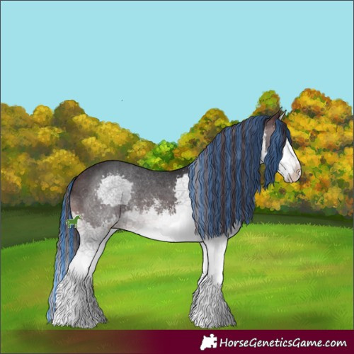 Horse Color:Painted White Spotted Brown Splash Appaloosa 