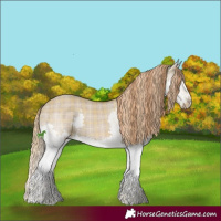 Horse Color:Plaid  Liver Red Dun Sabino Splash 