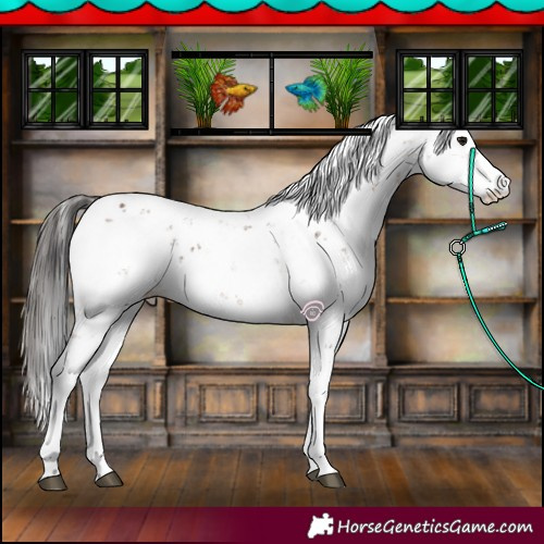 Horse Color:Bay Sabino Rabicano