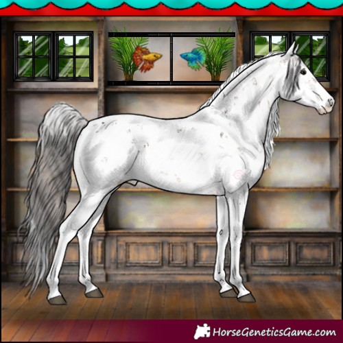 Horse Color:Bay Sabino Rabicano