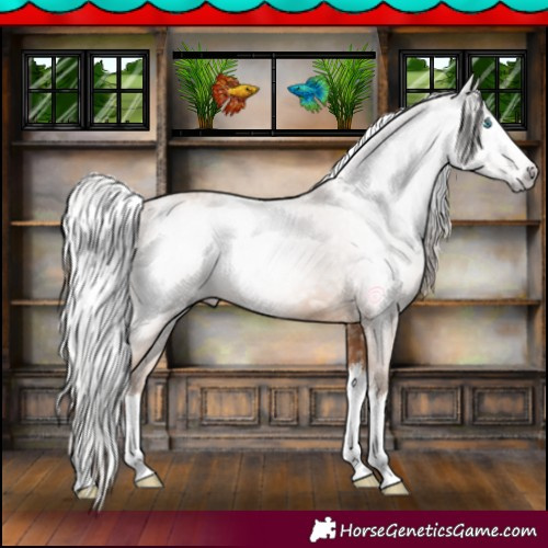 Horse Color:Gray Silver Amber Champagne Sabino Splash 