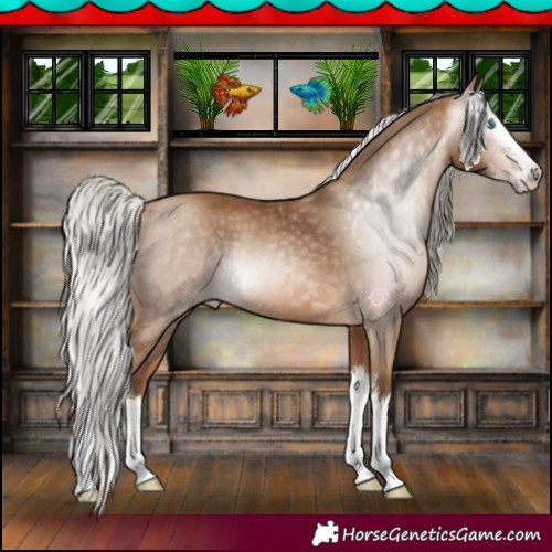 Horse Color:Gray Silver Amber Champagne Sabino Splash 