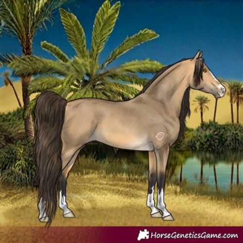 Horse Color:Buckskin Dun