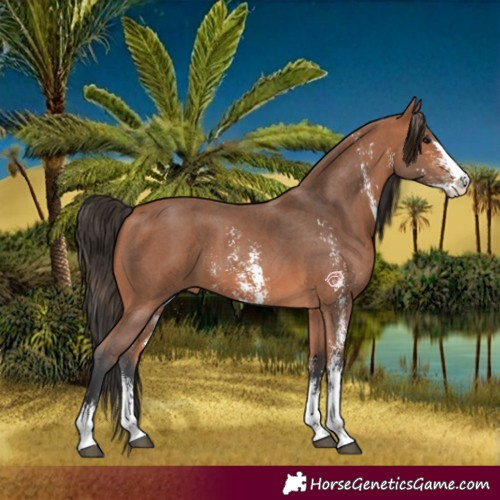 Horse Color:Bay Sabino 