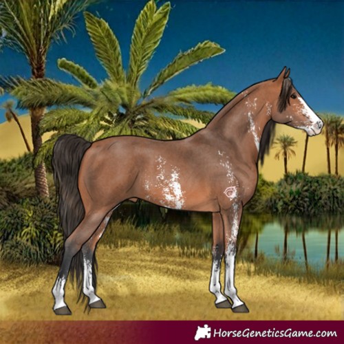 Horse Color:Bay Sabino