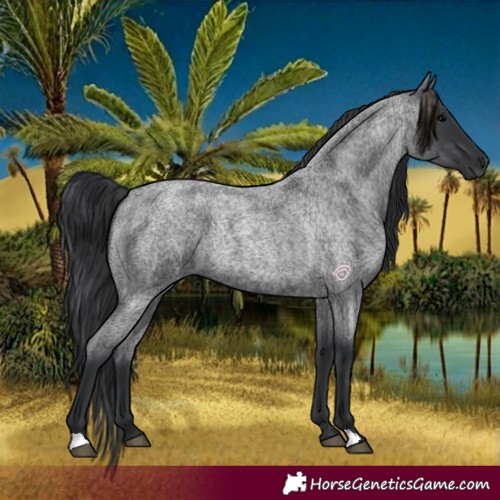 Horse Color:Blue Roan 