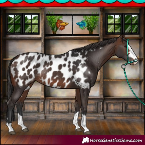 Horse Color:Brown Appaloosa Rabicano 