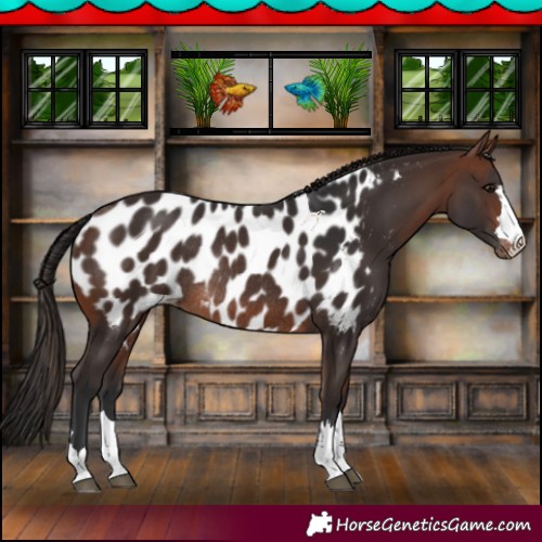 Horse Color:Brown Appaloosa Rabicano 
