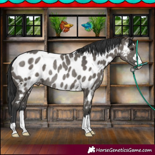 Horse Color:Grullo Appaloosa Rabicano 