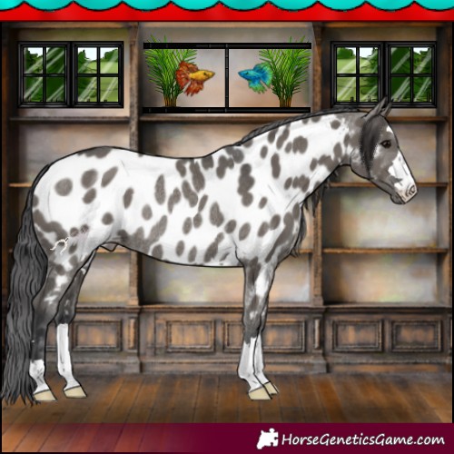 Horse Color:Grullo Near Leopard Rabicano 