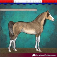 Horse Color:Buckskin Dun Splash Rabicano