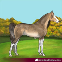 Horse Color:Buckskin Dun Splash Rabicano