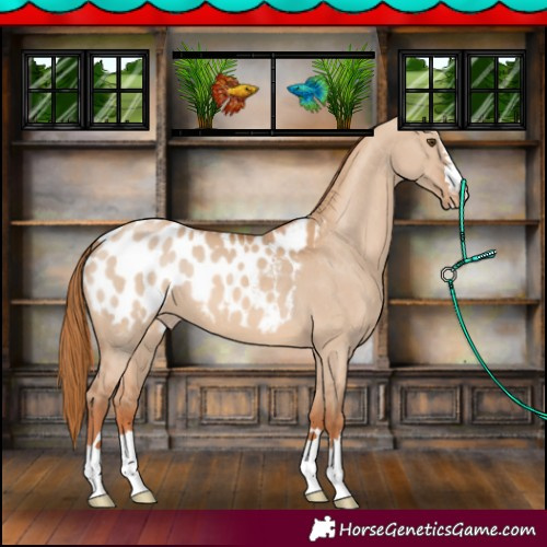 Horse Color:Red Dun Appaloosa