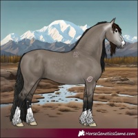 Horse Color:Gray Grullo