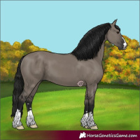 Horse Color:Gray Grullo