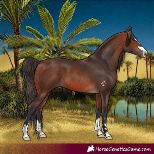 Horse Color:Bay 