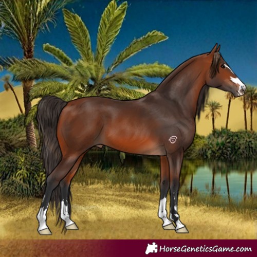 Horse Color:Bay 