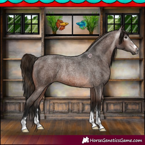 Horse Color:Gray Bay Roan Rabicano 