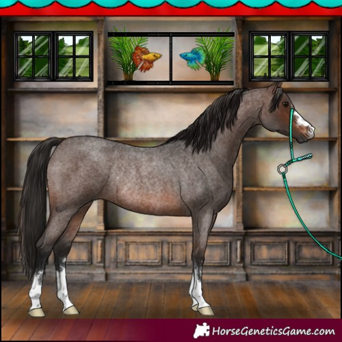 Horse Color:Gray Bay Roan Rabicano 
