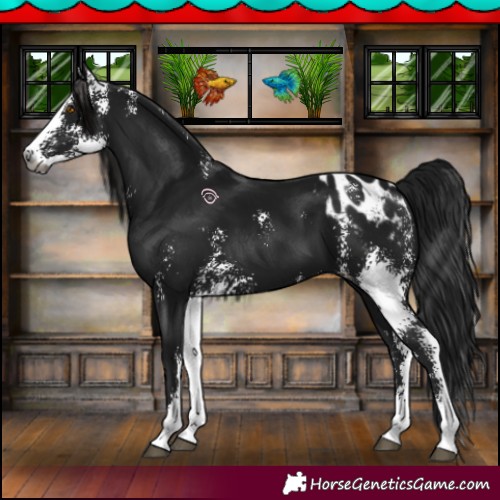 Horse Color:Gray Black Sabino Appaloosa 