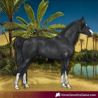 Horse Color:Black 