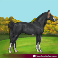 Horse Color:Black 