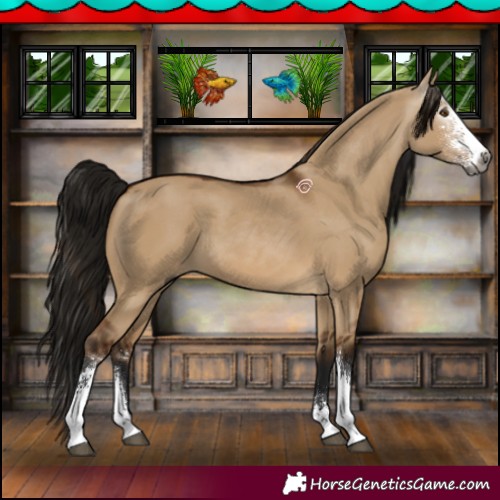 Horse Color:Gray Bay Dun Sabino 