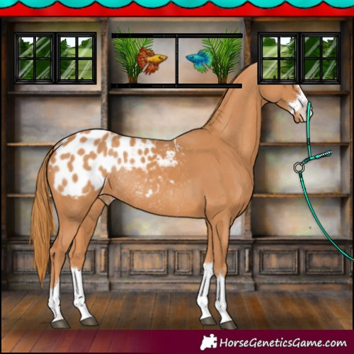Horse Color:Chestnut Blanket Rabicano 