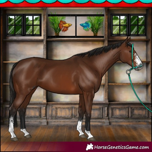 Horse Color:Gray Bay Sabino