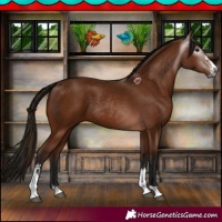 Horse Color:Gray Bay Sabino 
