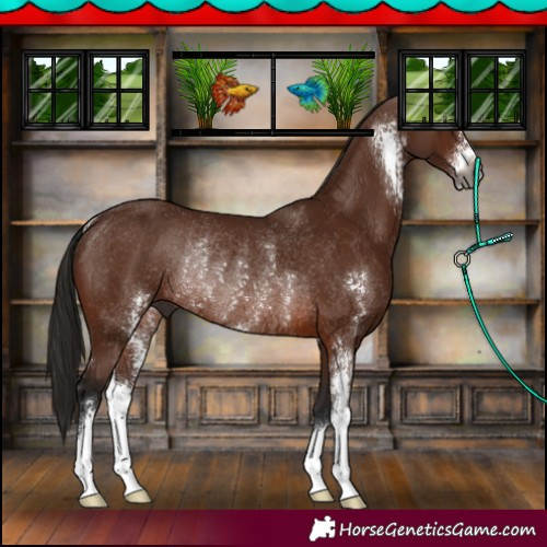 Horse Color:Gray Bay Sabino Rabicano 