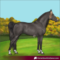 Horse Color:Smoky Black