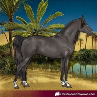 Horse Color:Smoky Black 