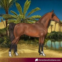 Horse Color:Bay 
