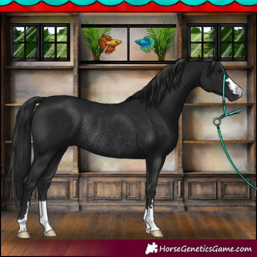 Horse Color:Gray Black Rabicano 