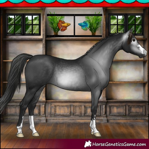Horse Color:Gray Black Rabicano