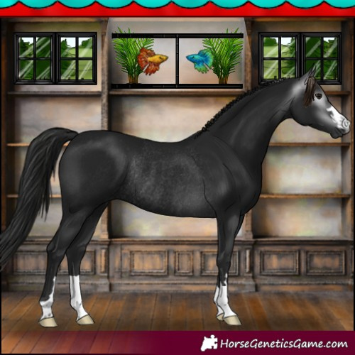 Horse Color:Gray Black Rabicano