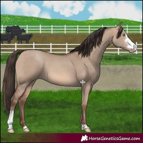 Horse Color:Sable Champagne Dun Sabino 