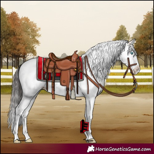 Horse Color:White Spotted Bay Dun Splash 
