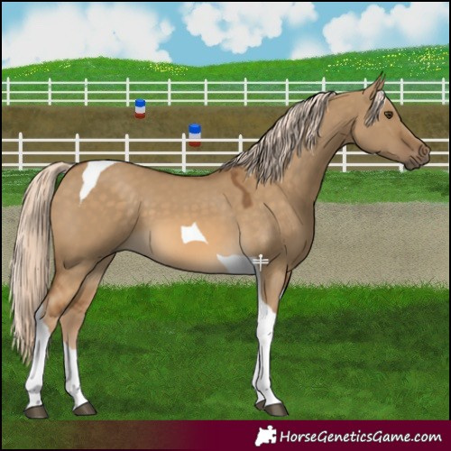 Horse Color:Chocolate Palomino Dun Tobiano 