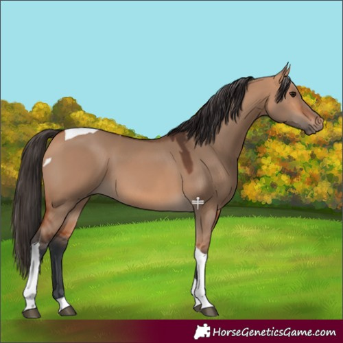 Horse Color:Bay Dun Tobiano 