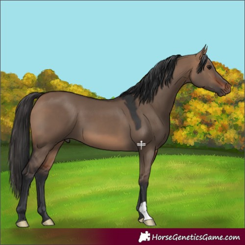 Horse Color:Bay Dun 