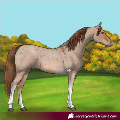 Horse Color:Red Dun Roan Tobiano 