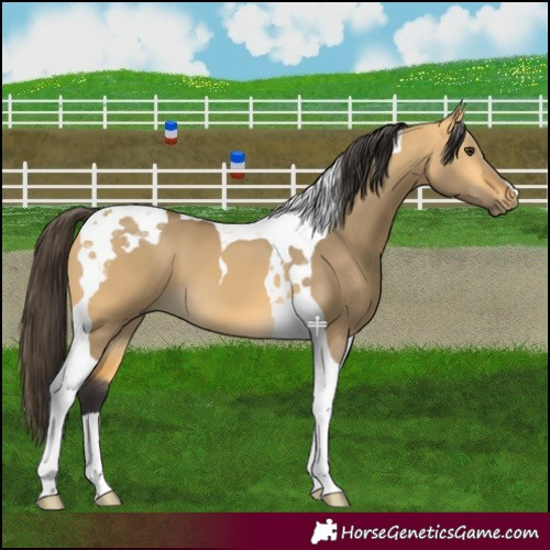 Horse Color:Buckskin Dun Tobiano 