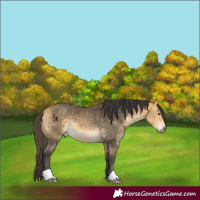 Horse Color:Buckskin Mushroom 