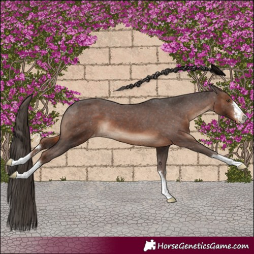 Horse Color:Liver Chestnut Appaloosa
