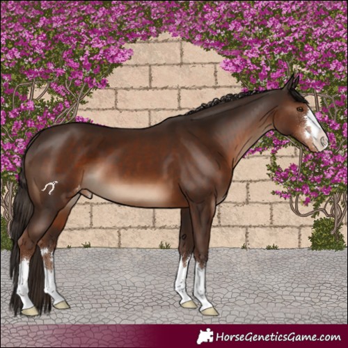 Horse Color:Liver Chestnut Appaloosa 