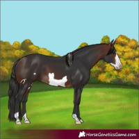 Horse Color:Bay Frame 
